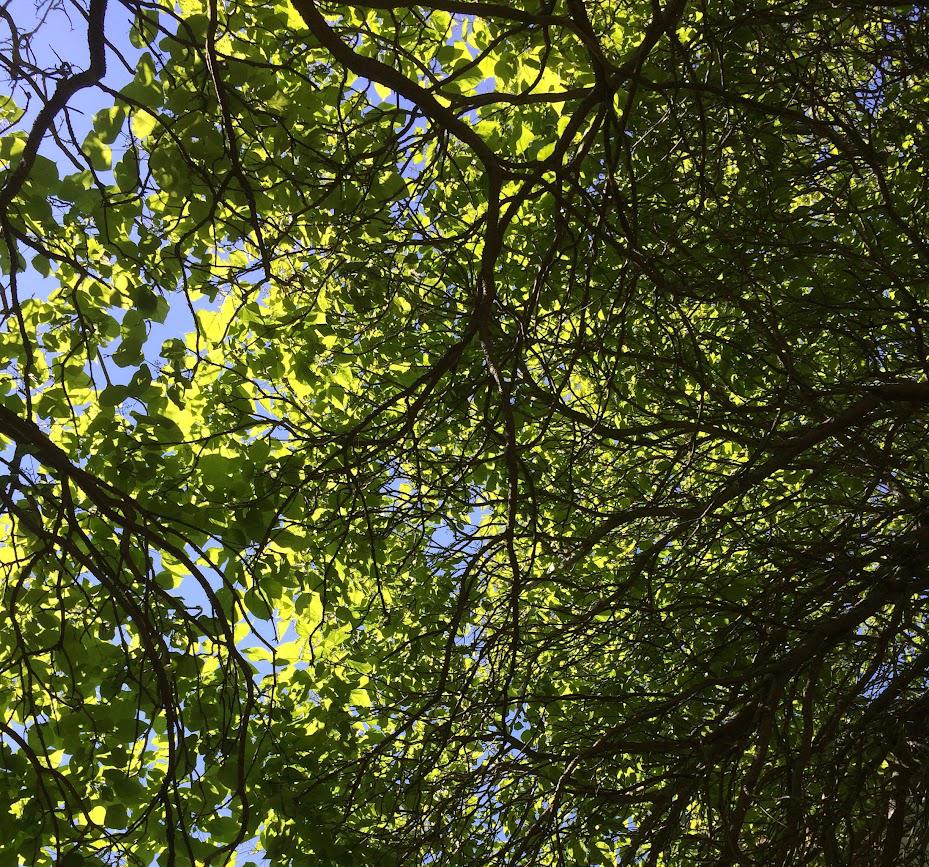 The Listening Tree, person leaning ear to tree bark, contact transducer visible. Living tree, outdoor festival setting.